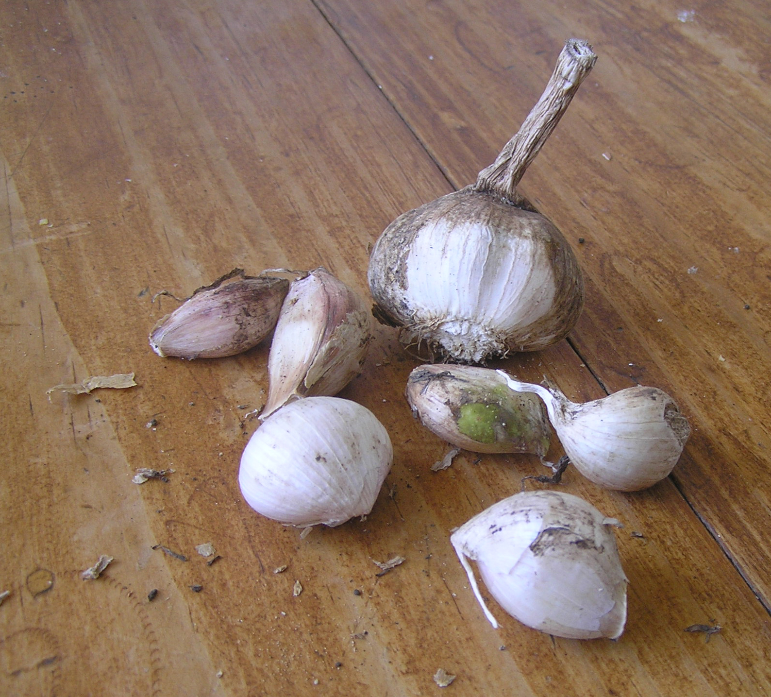 Autumn is the time to be planting garlic